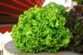 Fresh organic green lettuce leaf vegetable ready to eat in salad Royalty Free Stock Photo