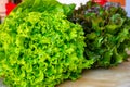 Fresh organic green lettuce leaf vegetable ready to eat in salad Royalty Free Stock Photo