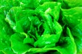 Fresh organic green lettuce leaf vegetable ready to eat in salade, healthy food concept Royalty Free Stock Photo