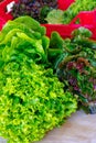 Fresh organic green lettuce leaf vegetable ready to eat in salad Royalty Free Stock Photo