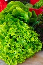 Fresh organic green lettuce leaf vegetable ready to eat in salad Royalty Free Stock Photo