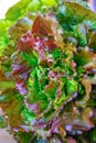 Fresh organic green lettuce leaf vegetable ready to eat in salade, healthy food concept Royalty Free Stock Photo