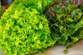 Fresh organic green lettuce leaf vegetable ready to eat in salad Royalty Free Stock Photo