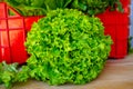 Fresh organic green lettuce leaf vegetable ready to eat in salad Royalty Free Stock Photo