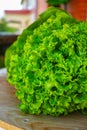 Fresh organic green lettuce leaf vegetable ready to eat in salad Royalty Free Stock Photo