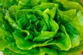 Fresh organic green lettuce leaf vegetable ready to eat in salad Royalty Free Stock Photo