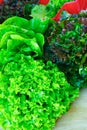 Fresh organic green lettuce leaf vegetable ready to eat in salade, healthy food concept Royalty Free Stock Photo