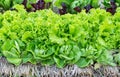 Fresh organic green lettuce vegetables salad in farm for health, food and agriculture concept design Royalty Free Stock Photo