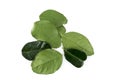 Fresh Organic Green Lime Leaf