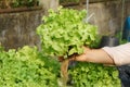 Fresh organic green oak culture in aquaponic or hydroponic farm