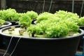 Fresh organic green oak culture in aquaponic or hydroponic farming.