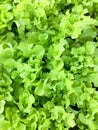 Fresh organic green oak leaf lettuce salad vegetable farm. raw healthy veggies natural food background. top view Royalty Free Stock Photo