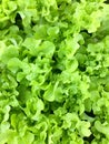 Fresh organic green oak leaf lettuce salad vegetable farm. raw healthy veggies natural food background. top view Royalty Free Stock Photo
