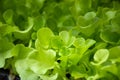 Fresh organic green oak lettuce in the hydroponic farm vegetable for health concept Royalty Free Stock Photo