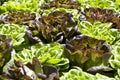 Fresh organic green and purple lettuces Royalty Free Stock Photo