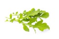 Fresh organic green rukkola, rucola or arugula, heap, salad leaves, isolated on white background Royalty Free Stock Photo