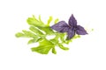 Fresh organic green rukkola, rucola or arugula and violet basil, heap, salad leaves, vegetarian food, close-up, isolated