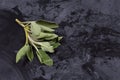 Fresh organic green sage branch