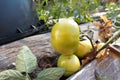 Fresh organic green tomatos in Serbian garden