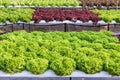 Fresh organic green vegetables salad in hydroponics greenhouse farm for health food and agriculture concept design. Royalty Free Stock Photo