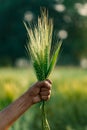 Fresh organic green wheat ear in crop field Royalty Free Stock Photo