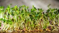 Microgreen plants grown in urban environments