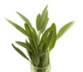 Fresh organic herb sage