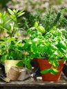 Fresh organic herbs in flowerpots Royalty Free Stock Photo