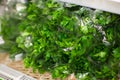 Fresh organic herbs, parsley, dill on shelf in supermarket.