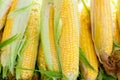 Fresh, organic, home cultivated yellow sweet corn