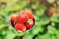 Fresh organic home growth strawberries on wooden table in kitchen spoon in summer garden Royalty Free Stock Photo