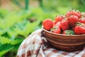 Fresh organic home growth strawberries on wooden table in plate in summer garden Royalty Free Stock Photo
