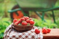 Fresh organic home growth strawberries on wooden table in plate Royalty Free Stock Photo