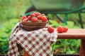 Fresh organic home growth strawberries on wooden table in summer garden Royalty Free Stock Photo