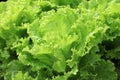 Fresh organic Iceberg Lettuce on the Field in Germany Royalty Free Stock Photo