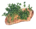 Fresh organic italian parsley