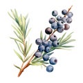 Fresh Organic Juniper Berry Square Watercolor Illustration.