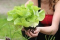 Fresh organic lettuce