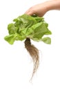 Fresh organic lettuce