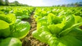 Fresh organic lettuce in a rural greenhouse. Rows of lettuce seedlings. Generative AI