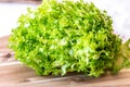 Fresh organic lettuce salad