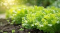Fresh organic lettuce thrives in a vegetable garden, grown on the ground for a healthy and flavorful harvest. Ai Generated Royalty Free Stock Photo