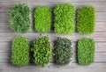 Fresh organic microgreens assortment on grey wooden table, flat lay