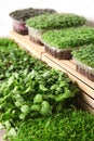 Fresh organic microgreens assortment near wooden crate