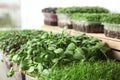 Fresh organic microgreens assortment near wooden crate, closeup