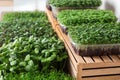 Fresh organic microgreens assortment near wooden crate, closeup