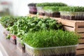 Fresh organic microgreens assortment on wooden table, closeup