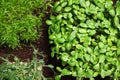 Fresh organic microgreens growing in soil, top view