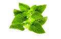 Fresh organic mint plant leaves