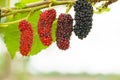 Fresh organic mulberries green, yellow, red unripe and black ripe berry on fruit tree mulberries branch and green leaves. Healthy Royalty Free Stock Photo